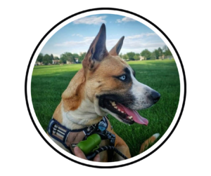 A dog wearing a harness in a large, open field.